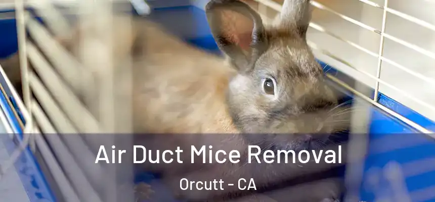  Air Duct Mice Removal Orcutt - CA